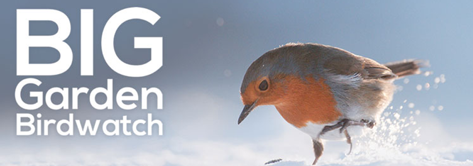 Top 5 Games For RSPB’s Big Garden Birdwatch