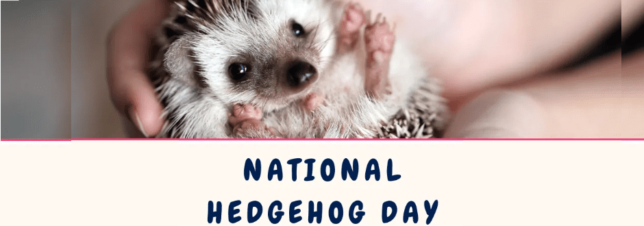 Games To Celebrate Hedgehog Day!