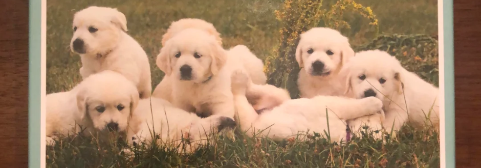 A Pile Of Puppies In A Grassy Field Puzzle Review